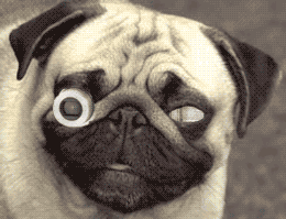 OMG! They killed Flashmops!