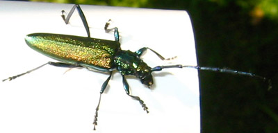 Aromia moschata